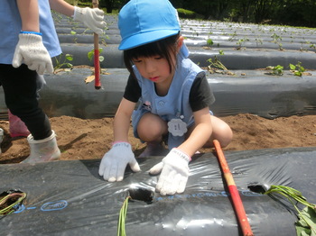苗付けゆり①.JPG