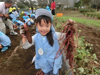 芋ほり１